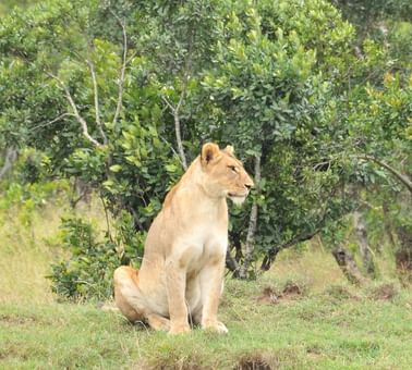 A lioness captured near Sweetwaters Serena Camp