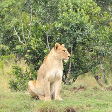 A lioness captured near Sweetwaters Serena Camp