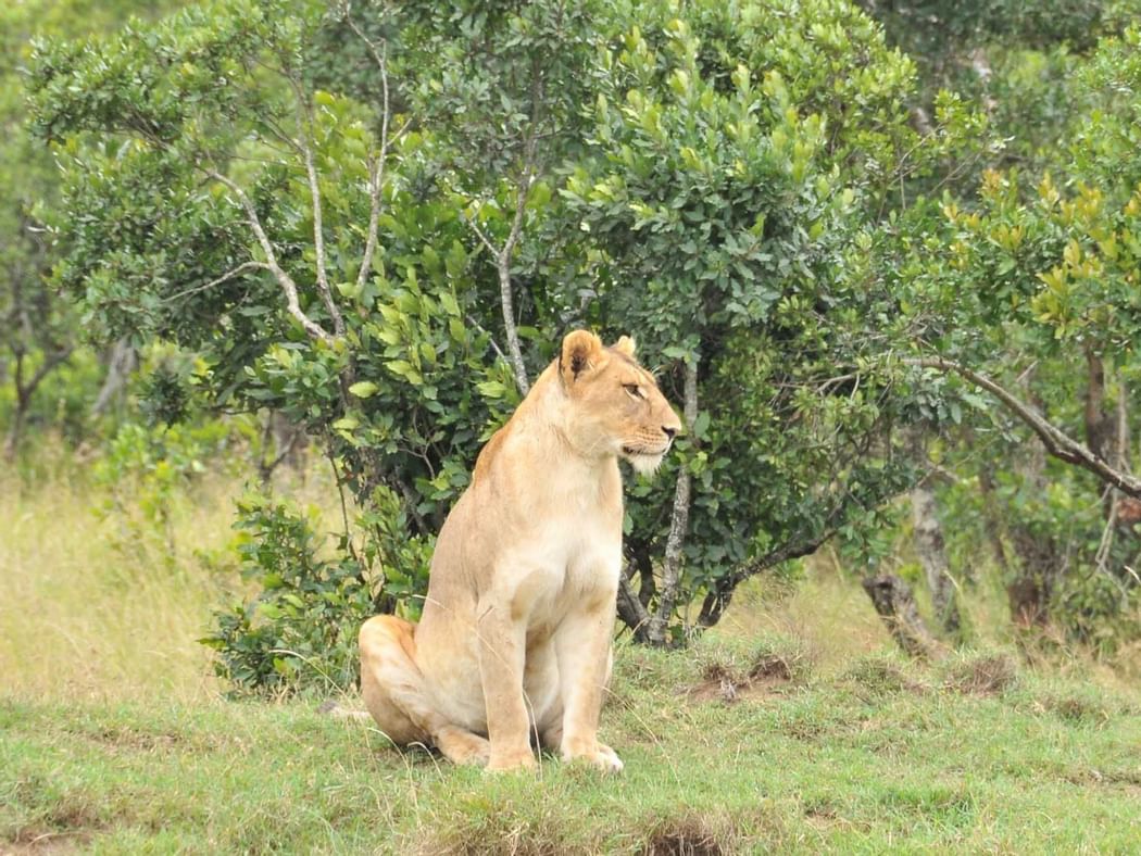 A lioness captured near Sweetwaters Serena Camp