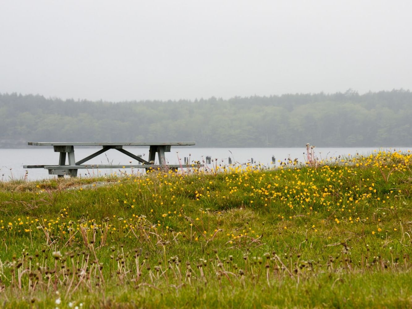 A bench and green garden with flowers in Popham Beach State Park near Ogunquit Collection
