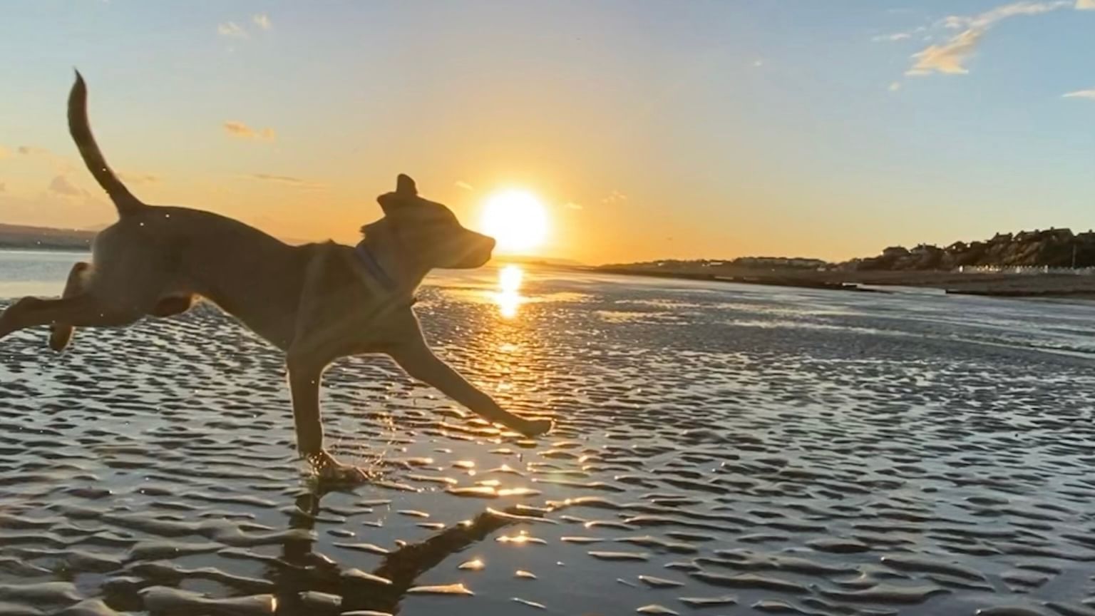 A dog running on the beach at Sunset near The View Eastbourne