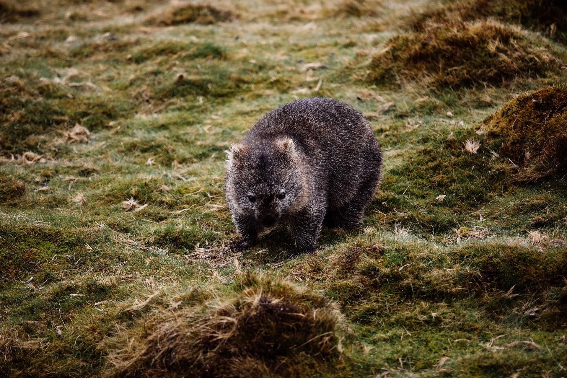 Cradle Mountain Hotel Activities | Cradle Mountain Hotel