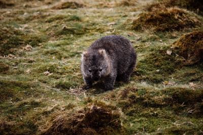 Common wombat in the Sanctuary near Cradle Mountain Hotel