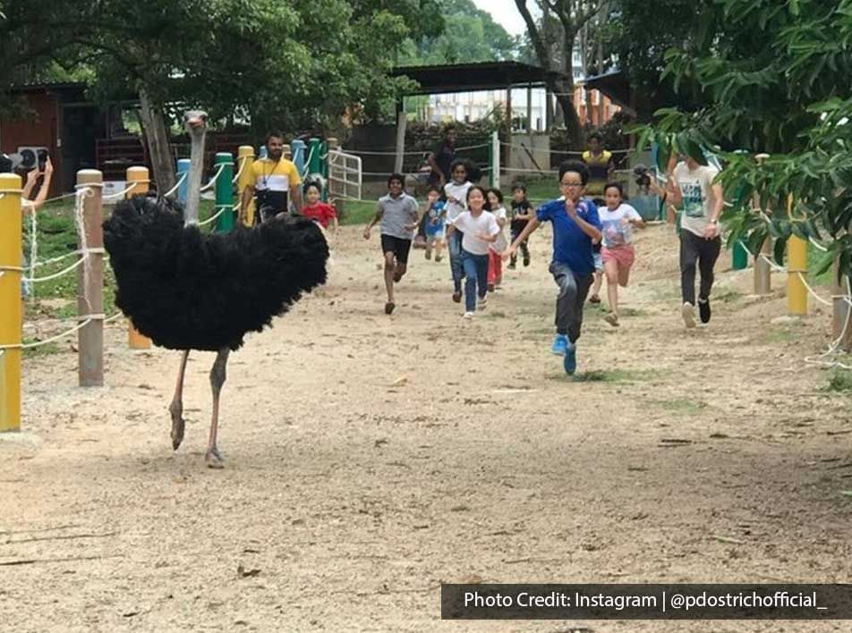 a group of kids chasing after an ostrich