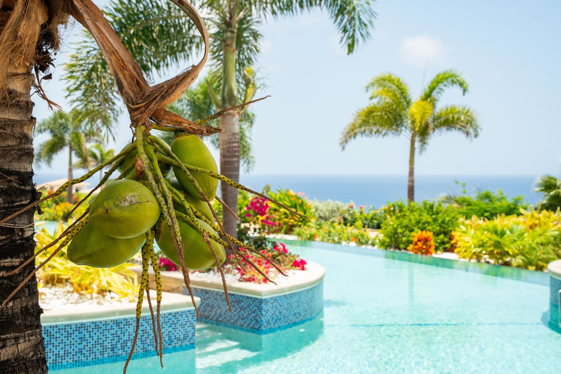 Green coconuts on a palm tree by Hummingbird Pool with tropical flowers and ocean views at Golden Rock Resort