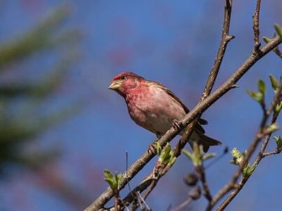 Close-up of a male Purple Finch on a tree branch at High Peaks Resort