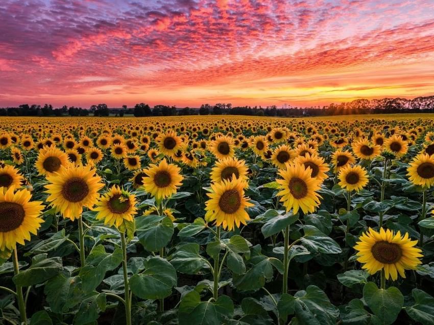 Guadalajara’s Sunflower fields under a dramatic sunset sky with pink and orange clouds at Camino Real Guadalajara