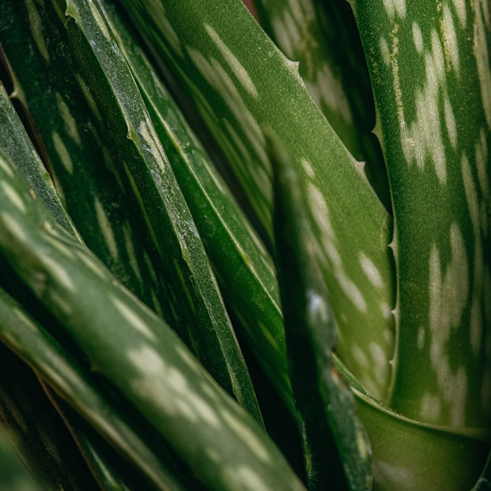 Close-up of a Aloe Vera plant at Falkensteiner Hotels