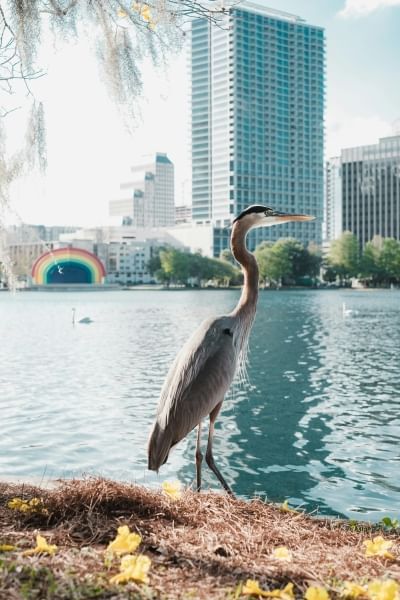 A tall crane standing beside a beautiful lake with a colorful amphitheater and skyscrapers in the distance. 