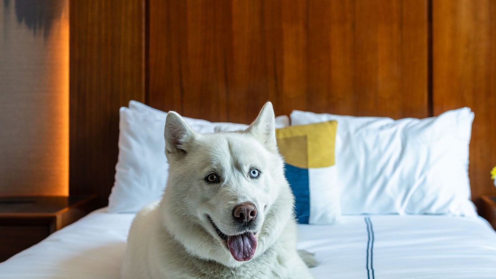 Gansevoort Dogs - May 25 @ALEXANDROLOAYZA-03533