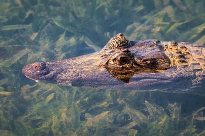 Cocodrilo relajándose en el agua