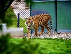 A tiger in the Boise zoo near Hotel 43