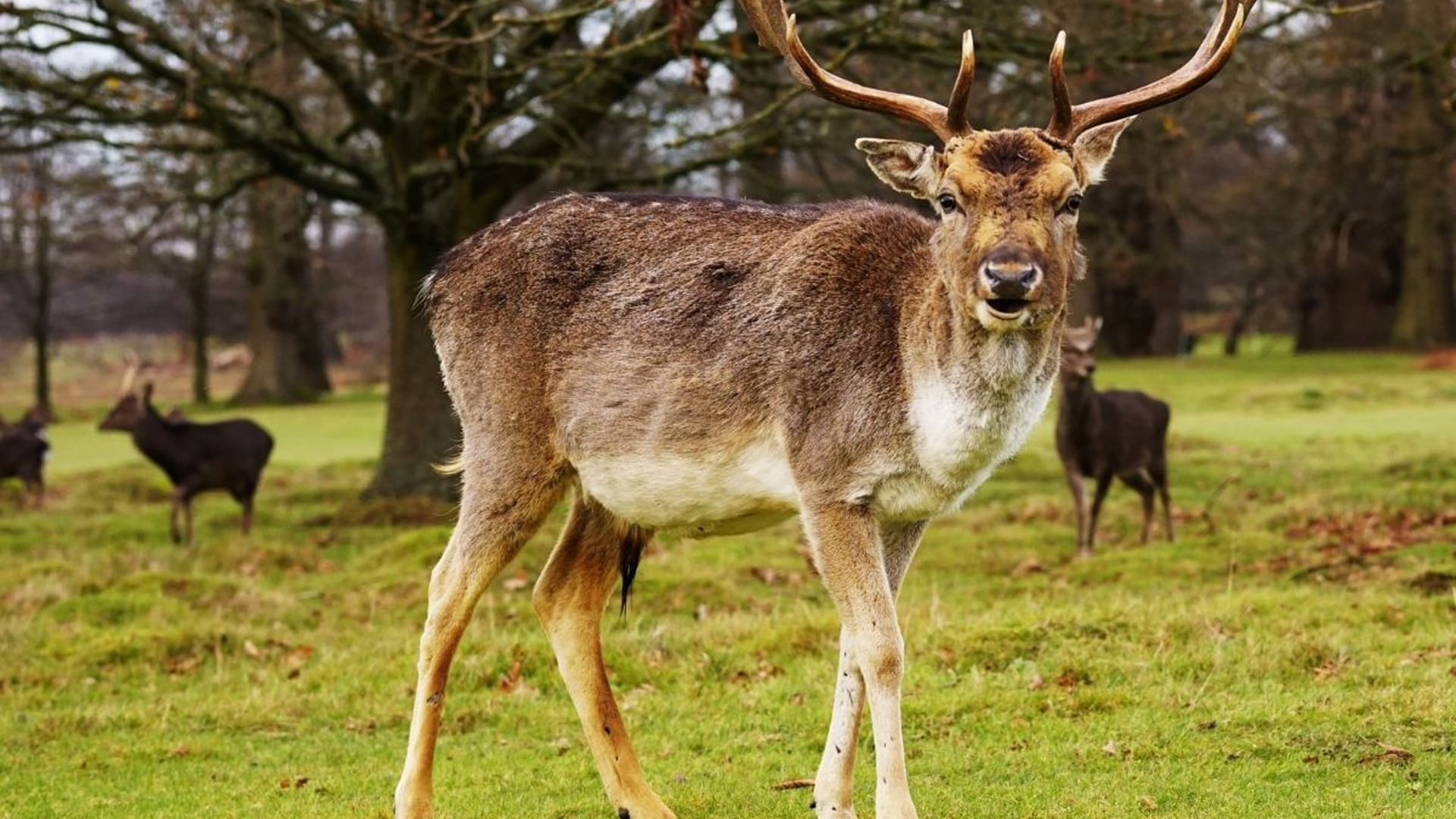 Group of deers eating grasses in Village Hotels Maidstone