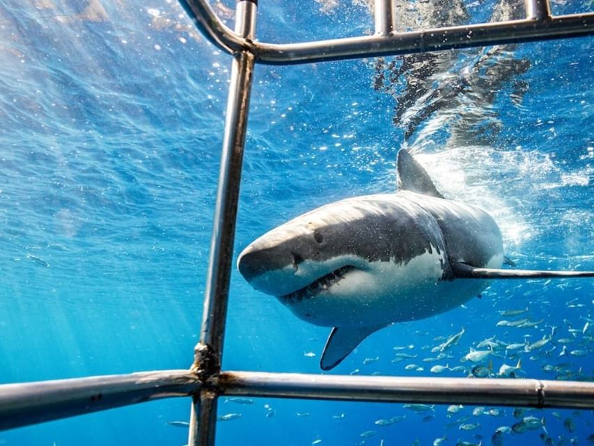 Atlantic Shark Expedition Package RSVP Rewards Special Offers