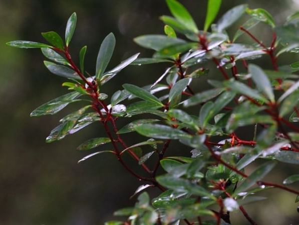 Plants at Cradle Mountain near Cradle Mountain Hotel
