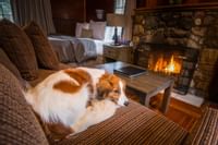 Tekarra Lodge - Pet Friendly Living Area