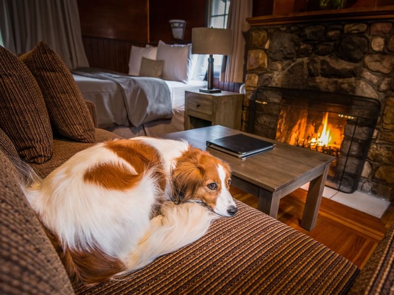Dog laying on couch next to fireplace in lodge