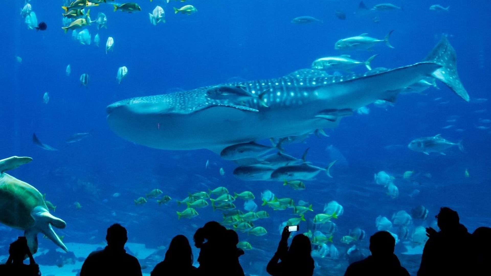 Whale shark in an Aquarium near Village Hotels Bournemouth Hull