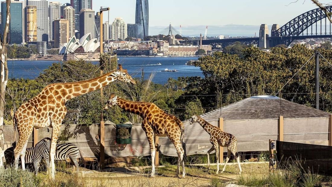 Giraffes & zebras at Taronga Zoo, with a view of Sydney Opera House & Harbour Bridge near Novotel Sydney on Darling Harbour
