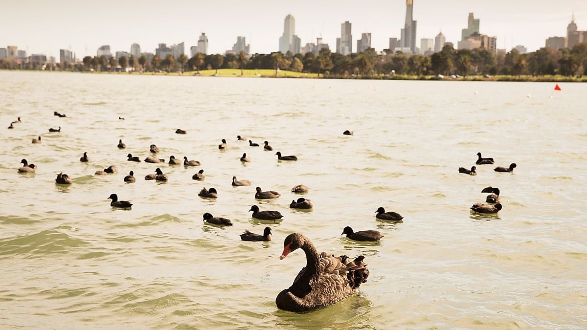 Nature at albert park lake