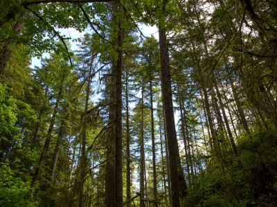 Low-angle shot of trees near Alderbrook Resort & Spa