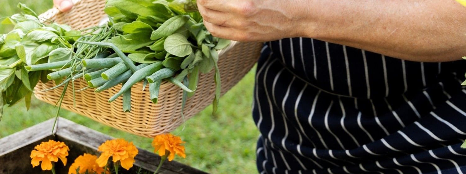 Chef picking herbs from onsite garden 
