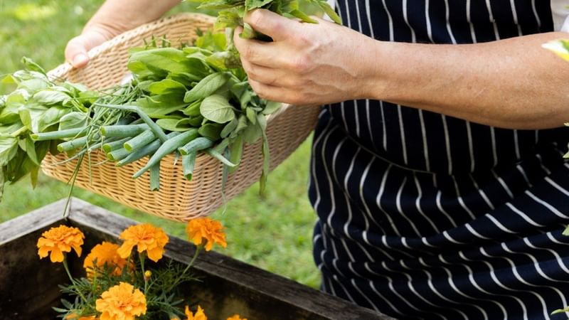 Chef picking herbs from onsite garden 
