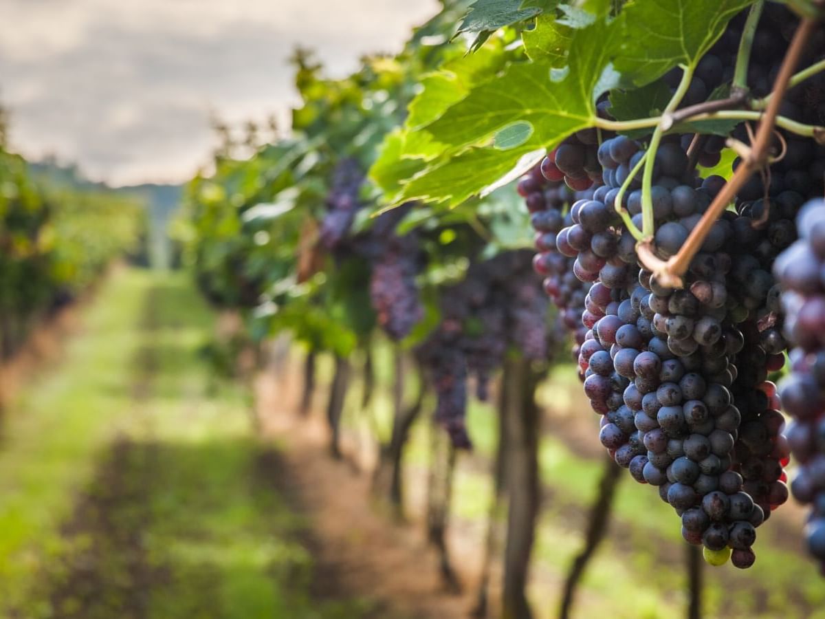Grapes hanging on vines in a vineyard near One Hotels