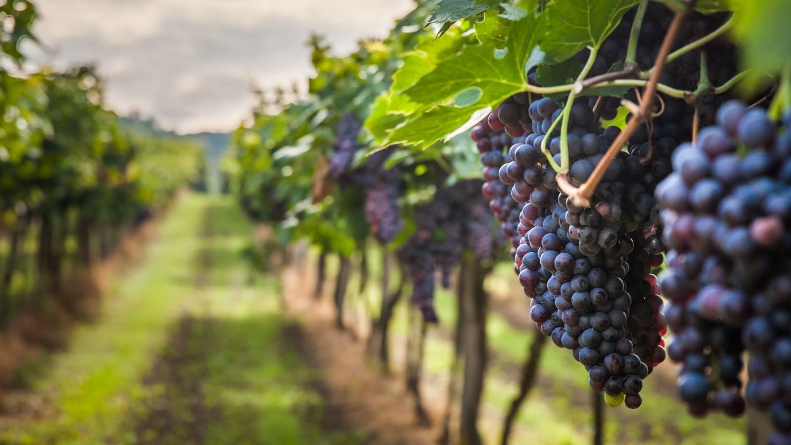 Ripe purple grapes hanging in bunches from lush green vines in a sunlit vineyard near Grand Fiesta Americana
