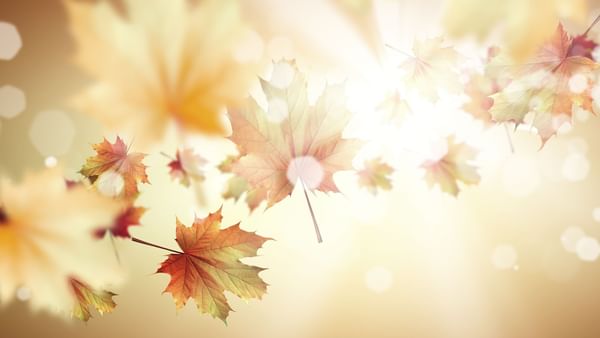 Fall scenery with falling leaves