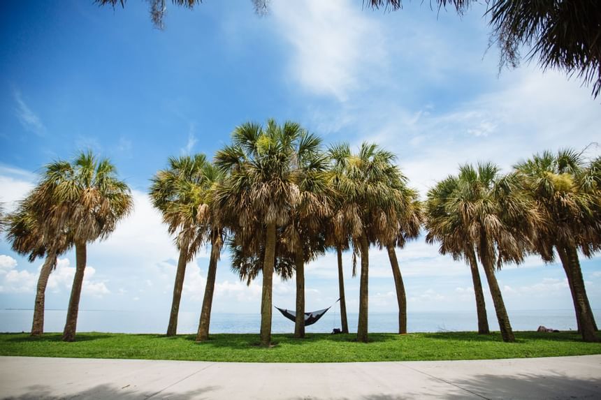 Vinoy Park with palm trees near The Exchange Hotel