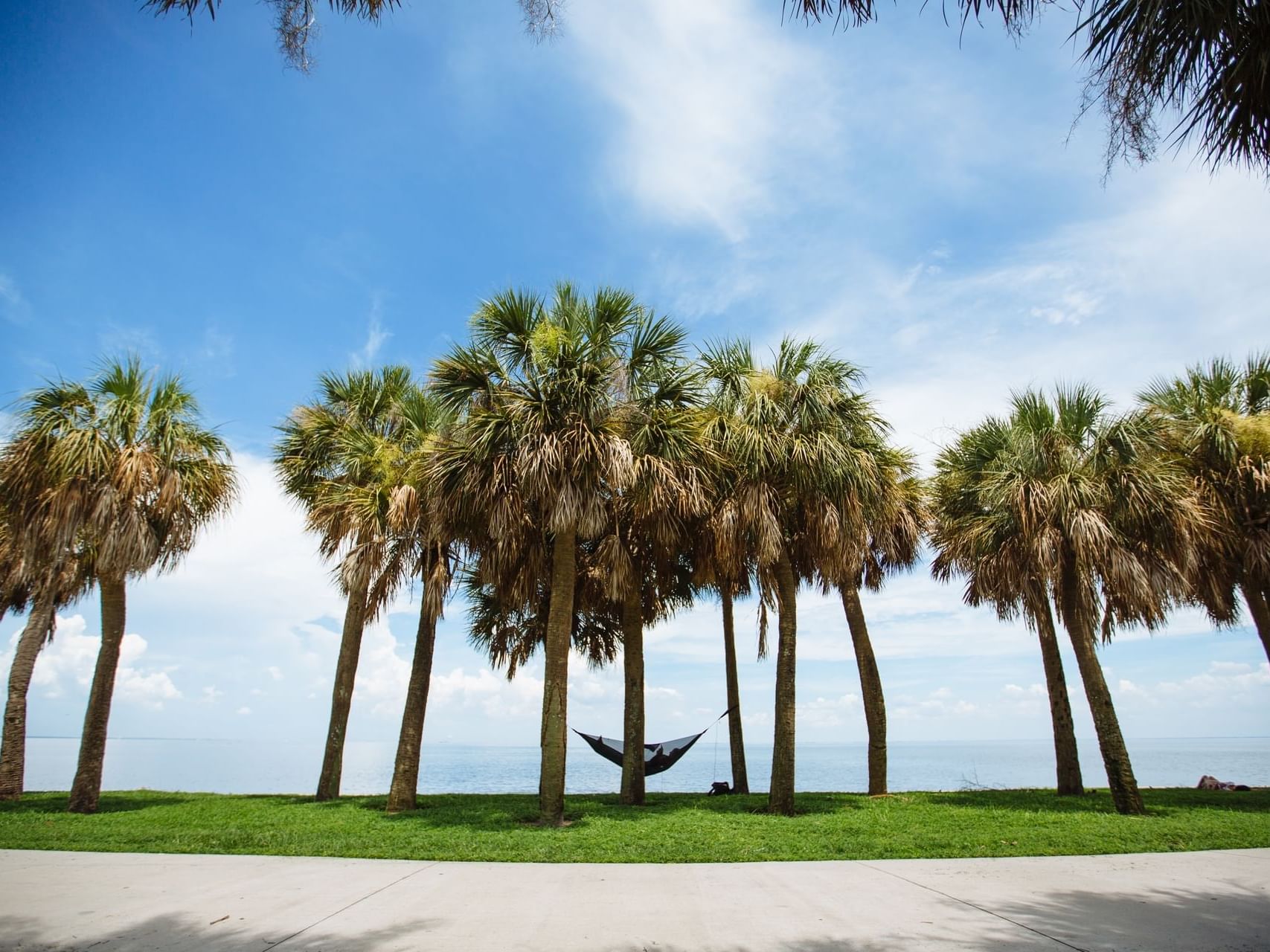 Vinoy Park with palm trees near The Exchange Hotel