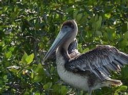 Pelican near a tree at Florida Keys Wild Bird Center near Bayside Inn Key Largo