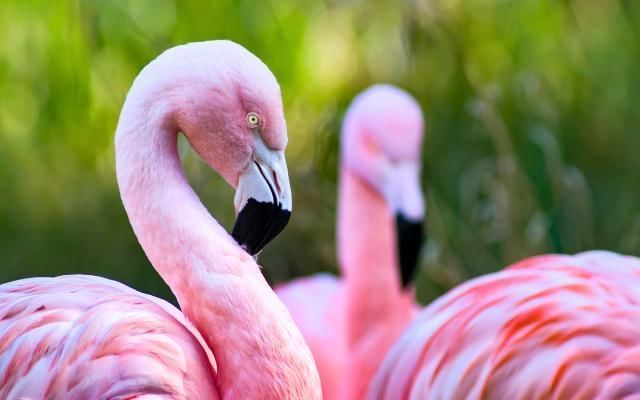 Flamingos at Birdworld in Surrey