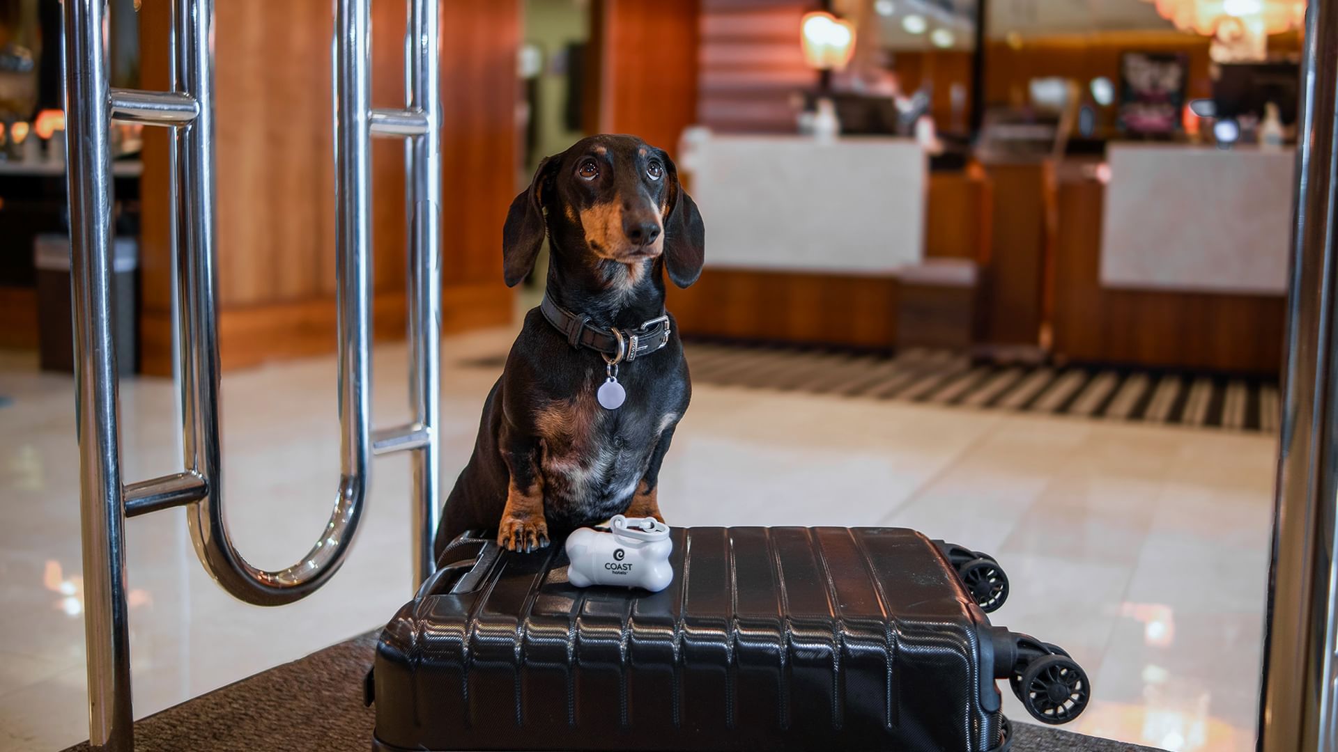 Dog sitting on luggage with toy in the hotel lobby.