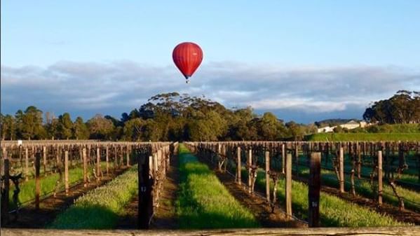 Hot air balloon in blue sky & Vineyard near Novotel Barossa