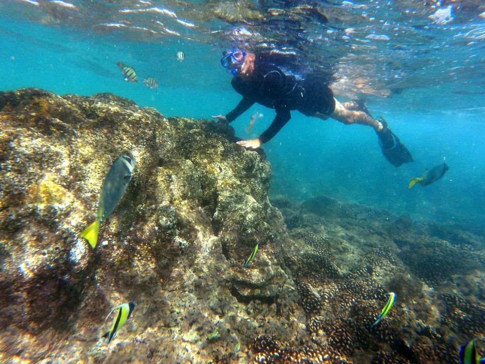 Snorkeler swimming by a coral near Grand Fiesta Americana