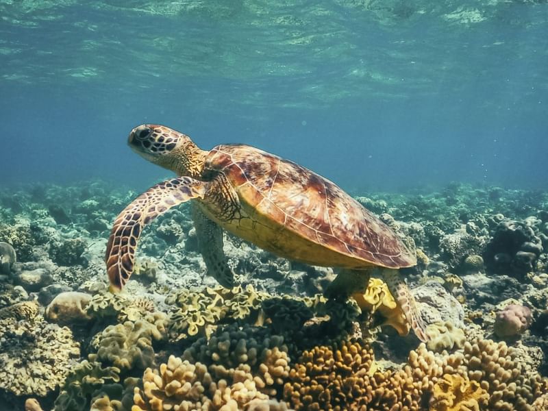Close-up of turtle underwater with corals in Great Barrier Reef  near Pullman Port Douglas