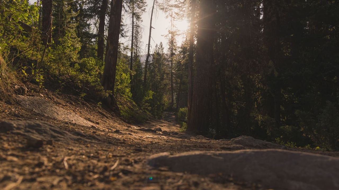 Sun breaking through trees on forest trail