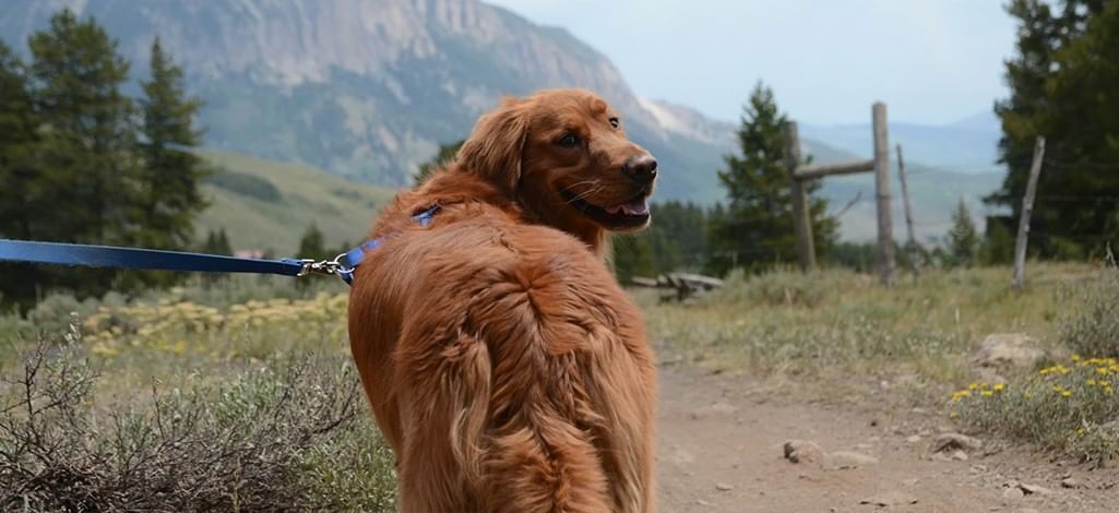 A dog on a leash looks back at its owner during a hike in Canmore.