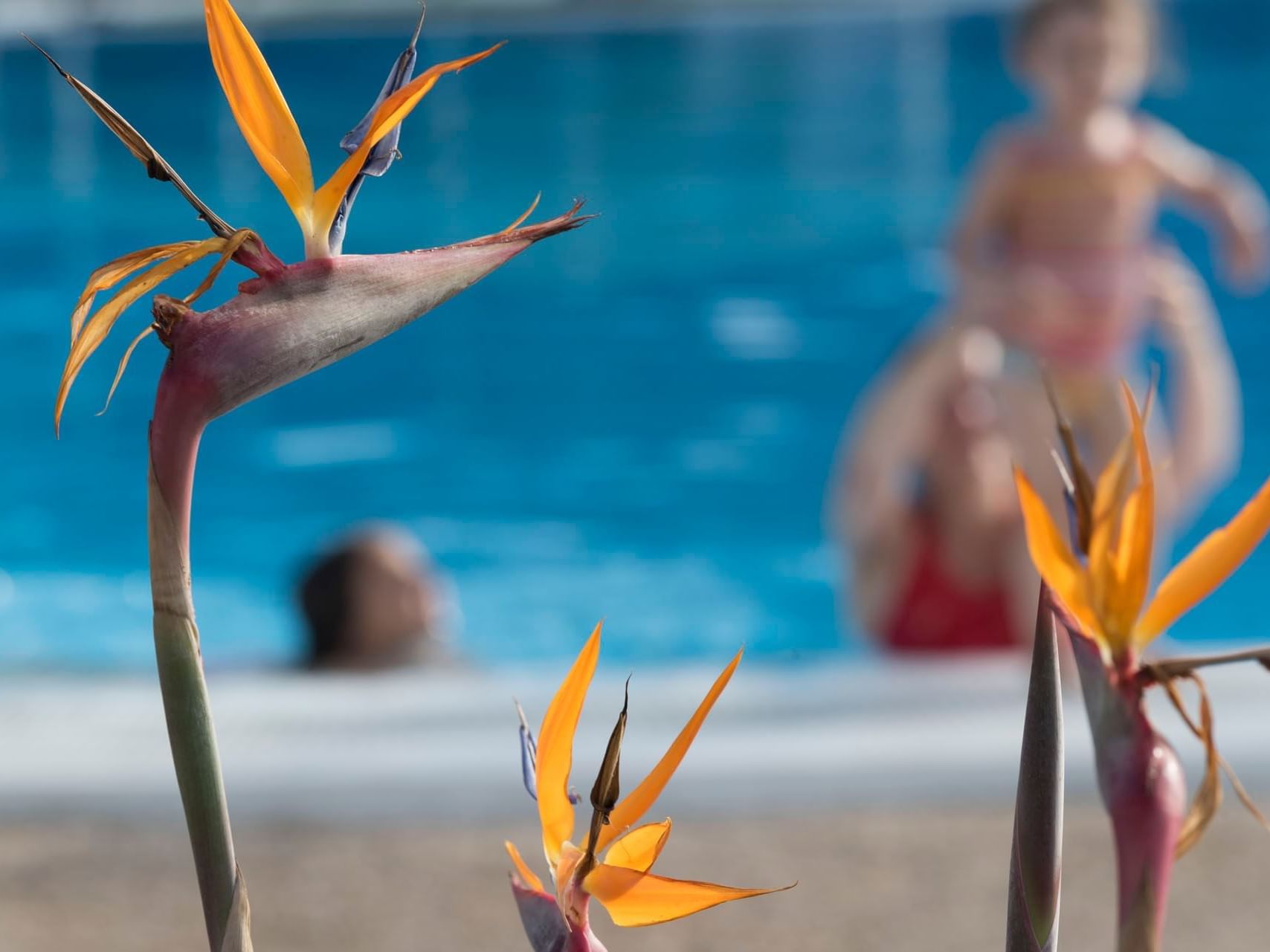 Corsario Pool Bar at Precise Resort Tenerife