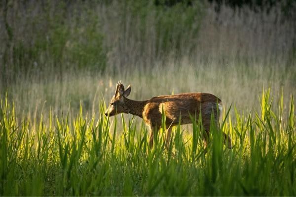 Image of a deer at Bucklebury Farm and Deer Safari Park