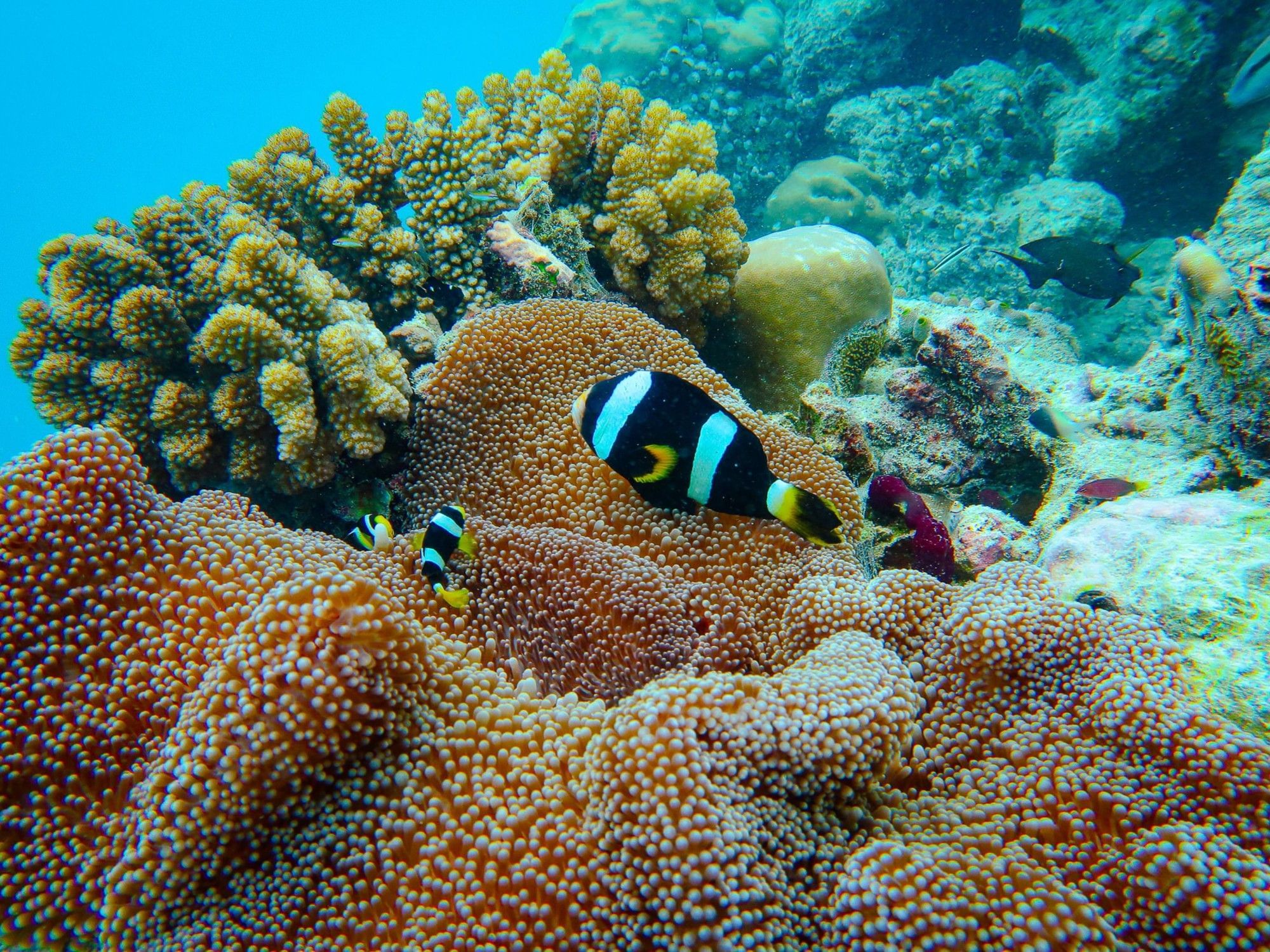 Marine Life | Maldives Travel | Grand Park Kodhipparu, Maldives 