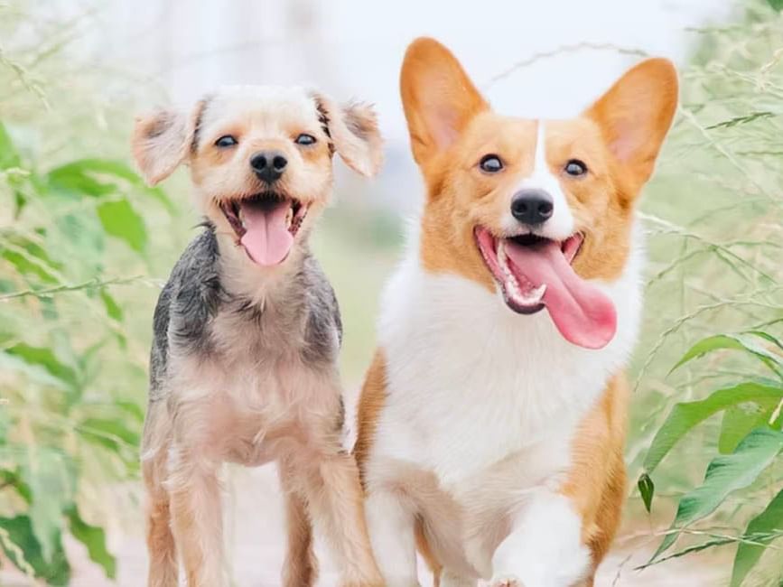 two dogs smiling at the camera