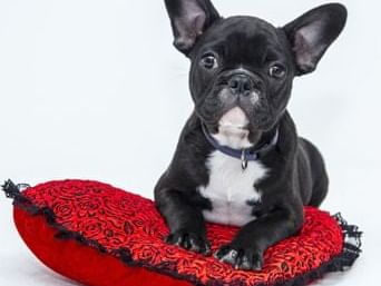 French bulldog posing on a red pillow at Huntingdon Manor, a Pet-Friendly