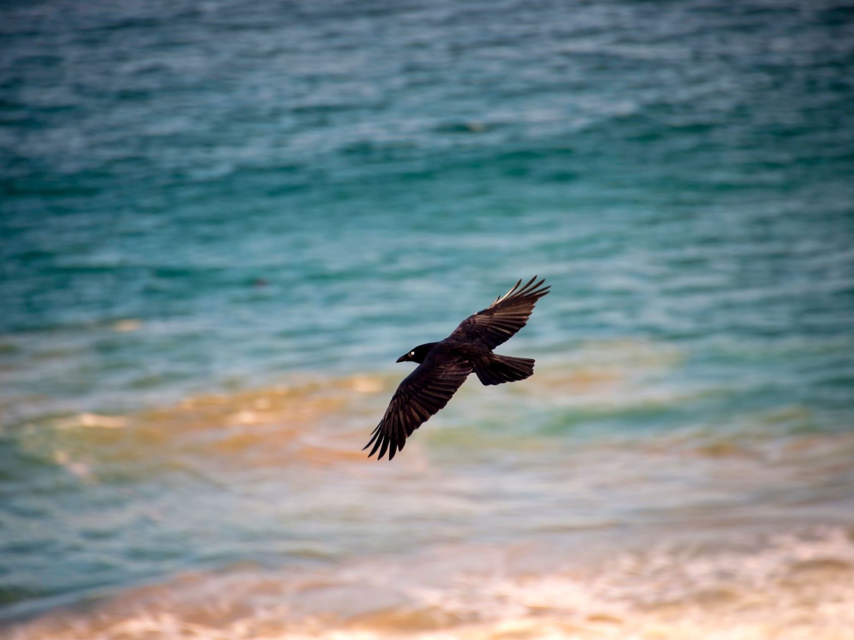 Close-up on a crow flying over the sea near Freycinet Lodge