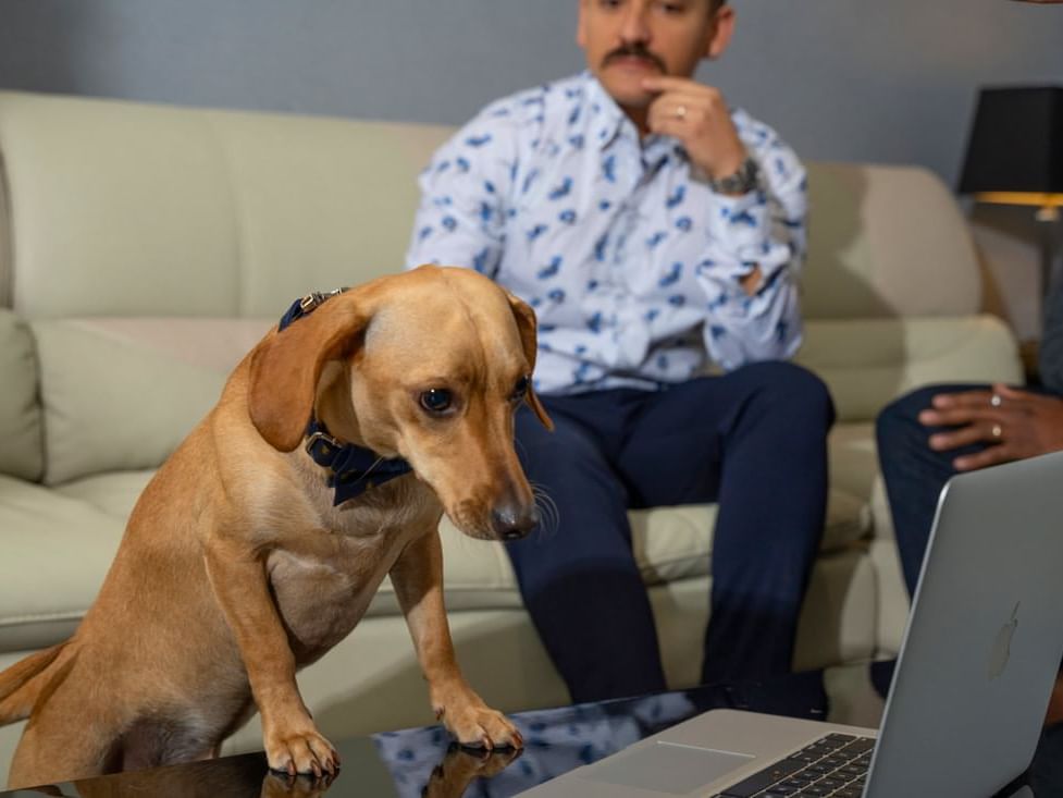 EXQUISITE PET FRIENDLY KING ROOM Hotel Clique Calgary Airport