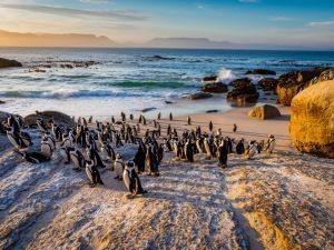 a view of penguins on the beach on one of the pepperclub hotels luxury city tours