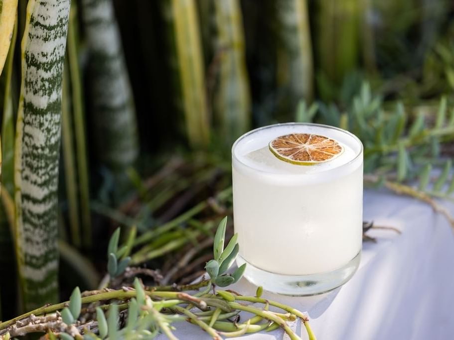 Cocktail with a dried lime garnish surrounded by tropical plants in an outdoor setting in ALK at The Godfrey Hotel Hollywood