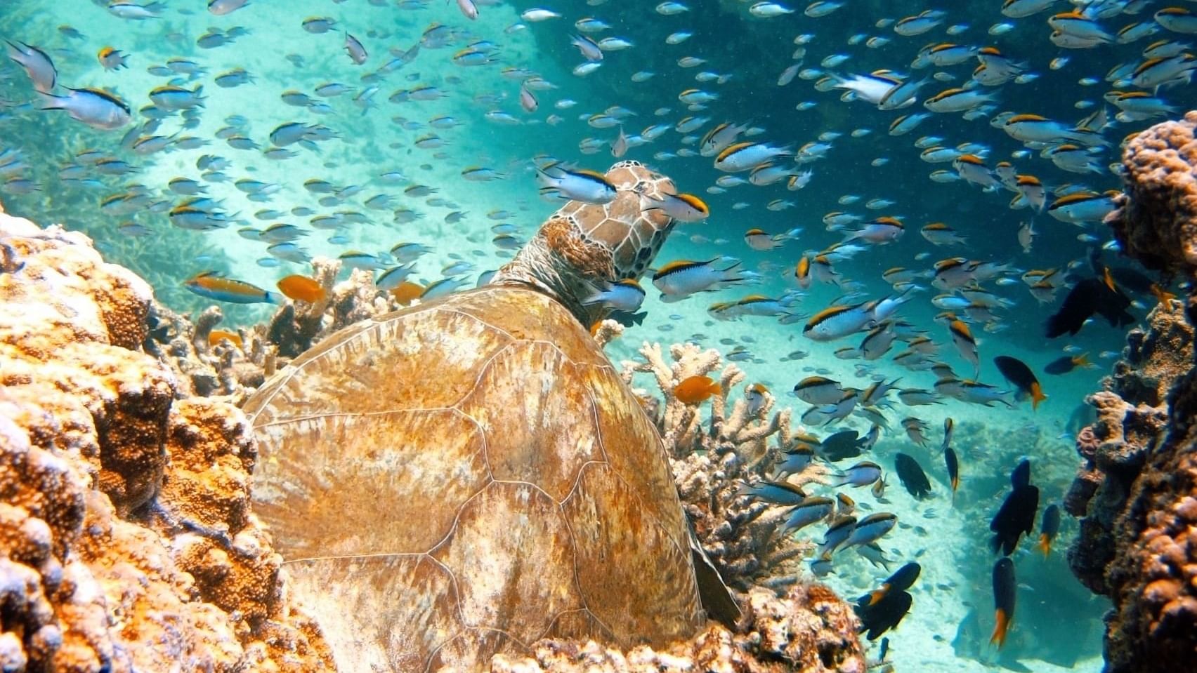 Turtle with school of fish underwater near Heron Island Resort